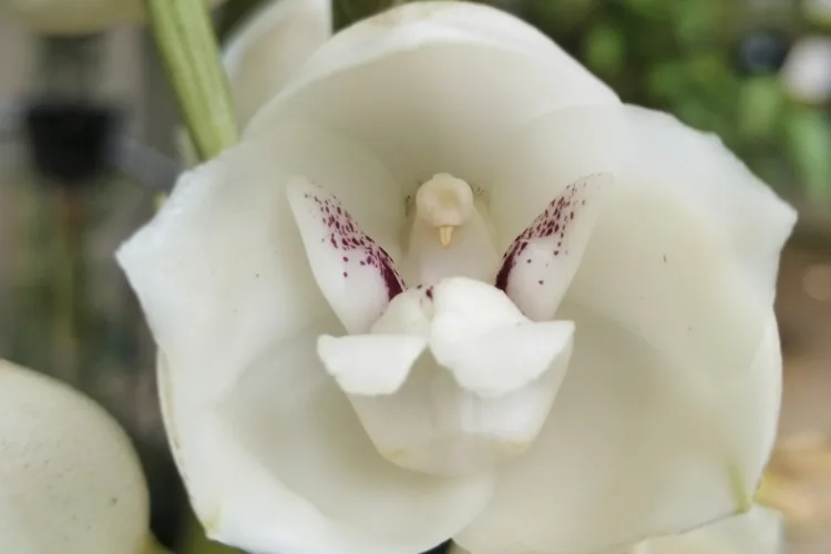 A gardener's guide to 5 orchids that mimic animals, insects and even a naked man